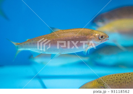 支笏湖ビジターセンター ヒメマス水槽の魚(北海道千歳市支笏湖) 支笏湖ビジターセンター ヒメマス水槽の魚(北海道千歳市支笏湖) 93118562
