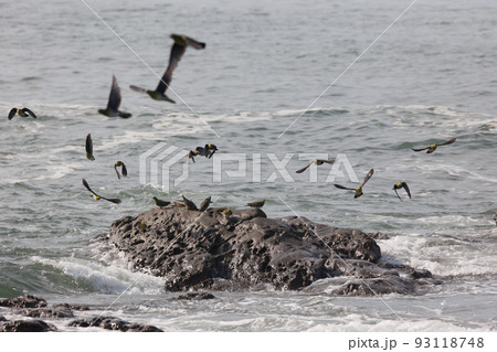 海水を飲みに来るアオバト(神奈川県大磯町) 海水を飲みに来るアオバト(神奈川県大磯町) 93118748