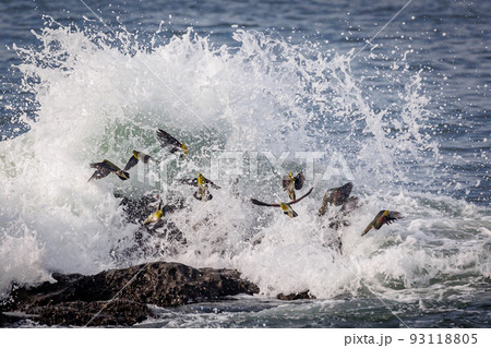 荒波とアオバト（神奈川県大磯町照ヶ崎海岸） 93118805