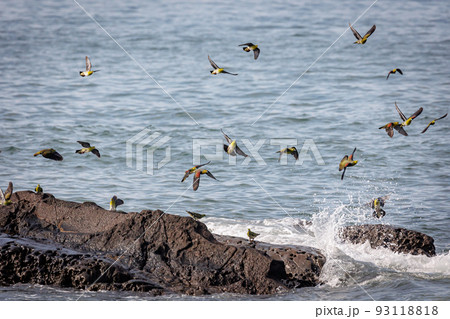 海水を飲みに来るアオバト（神奈川県大磯町） 93118818