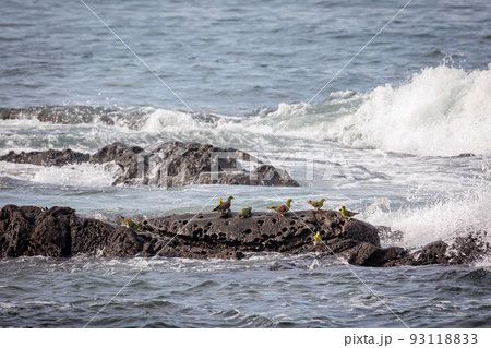 荒波とアオバト（神奈川県大磯町照ヶ崎海岸） 93118833