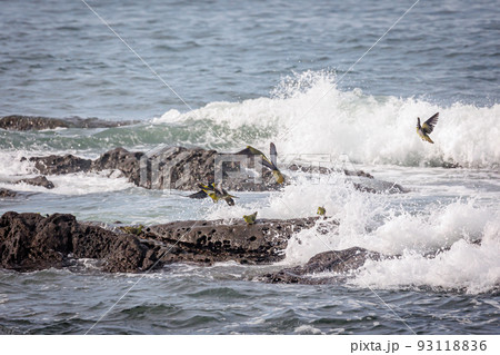 海水を飲みに来るアオバト(神奈川県大磯町照ヶ崎海岸) 海水を飲みに来るアオバト(神奈川県大磯町照ヶ崎海岸) 93118836