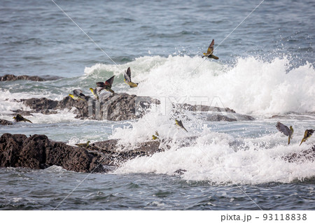 群れで飛来して海水を飲むアオバト(神奈川県大磯町照ヶ崎海岸) 群れで飛来して海水を飲むアオバト(神奈川県大磯町照ヶ崎海岸) 93118838