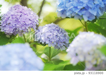 紫陽花5点 紫陽花5点 93118900