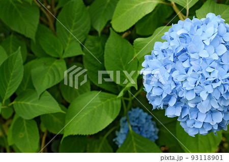一点の紫陽花 93118901