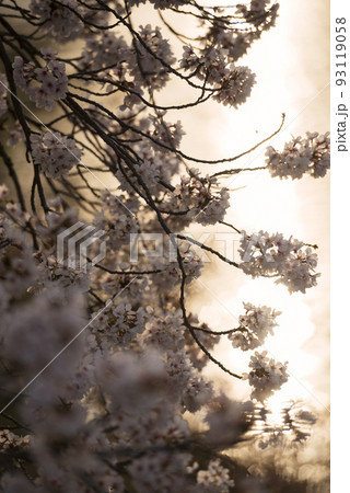 春の万代池公園 93119058