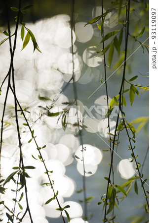 春の大阪城公園 春の大阪城公園 93119097