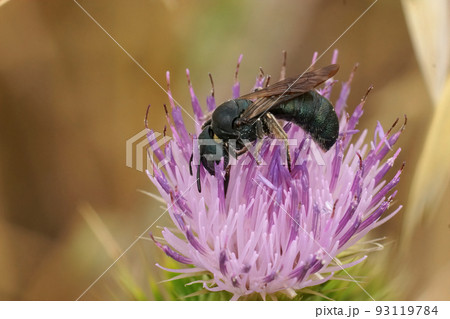 Natural closeup on a Mediterranean small caprtenter bee Ceratina chalcites, on a purple thistle flower 93119784