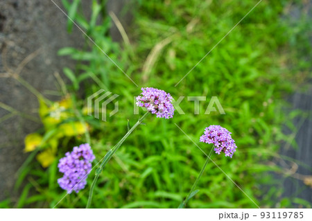 夏の草むらのヤナギハナガサ 93119785