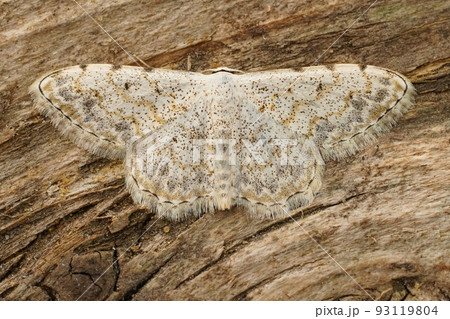 Closeup on a Mediterranean lace border geometer moth, Scopula submutata with open wings Closeup on a Mediterranean lace border geometer moth, Scopula submutata with open wings 93119804