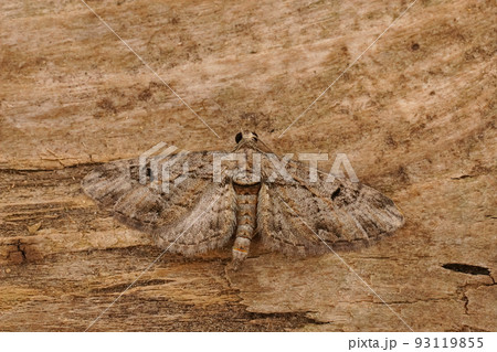 Closeup on the small Juniper Pug geometer moth, Eupithecia pusillata, sitting on wood Closeup on the small Juniper Pug geometer moth, Eupithecia pusillata, sitting on wood 93119855