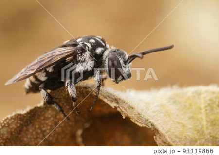 Closeup on the black and white colored editerranean cleptoparastie solitary bee, Thyreus ramosus sitting on a dried leaf 93119866