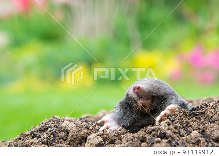European mole (Talpa europaea) destroying lawn with its mole hills and underground tunnels 93119912