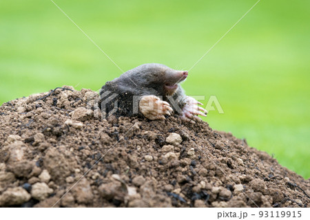 Mole, Talpa europaea, crawling out of brown molehill, green grass in background. Animal from garden. Mole, Talpa europaea, crawling out of brown molehill, green grass in background. Animal from garden. 93119915
