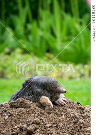 Mole animal - Talpa Europaea, causing damage as a pest in the garden with its mole hills and underground tunnels Mole animal - Talpa Europaea, causing damage as a pest in the garden with its mole hills and underground tunnels 93119930