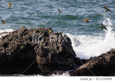 照ヶ崎海岸照ヶ崎海岸に海水を飲みに来るアオバト（神奈川県に海水を飲みに来るアオバト（神奈川県大磯町） 93120084