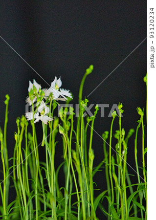 サギソウー安養寺 93120234