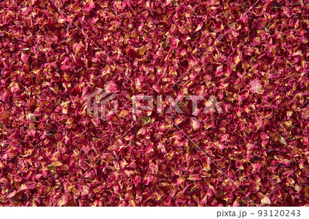 Pink dried rose petals background. Pink dried rose petals background. 93120243