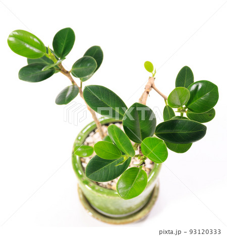 観葉植物、丸葉がかわいいパンダガジュマルの葉【白背景】 93120333