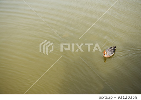 春の万代池公園 93120358