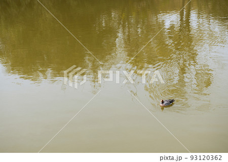 春の万代池公園 春の万代池公園 93120362