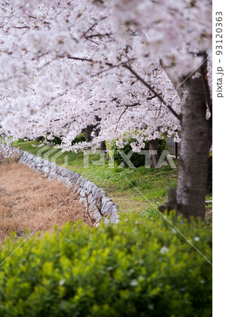 春の万代池公園 93120363
