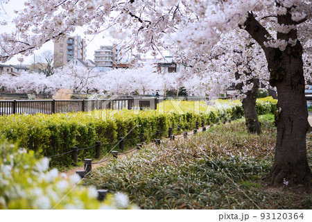 春の万代池公園 93120364