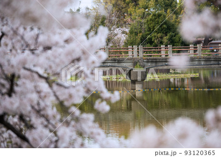 春の万代池公園 春の万代池公園 93120365