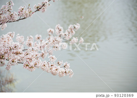 春の万代池公園 93120369