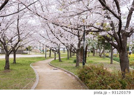 春の万領中央公園 春の万領中央公園 93120379