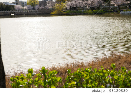 春の万代池公園 春の万代池公園 93120380