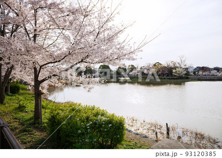 春の万代池公園 春の万代池公園 93120385