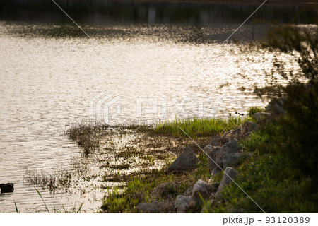 春の万代池公園 93120389