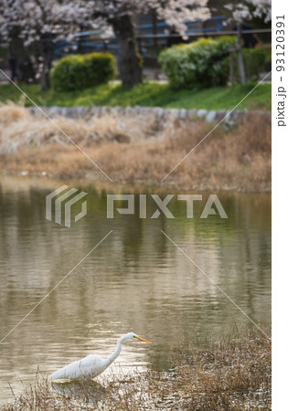 春の万代池公園 93120391