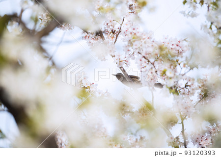 春の万代池公園 93120393