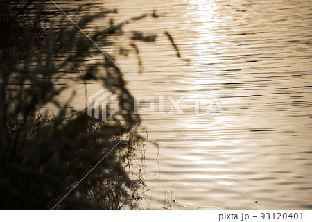 春の万代池公園 93120401