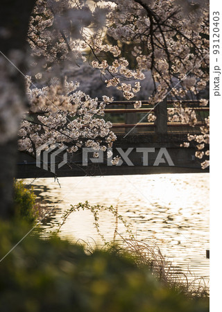 春の万代池公園 93120403