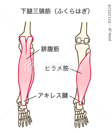 腓腹筋とヒラメ筋、下腿三頭筋、アキレス腱、ふくらはぎ、名称あり 93120528