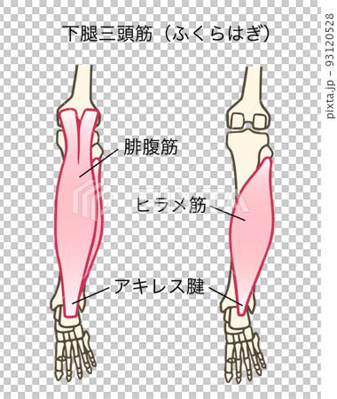 腓腹筋とヒラメ筋、下腿三頭筋、アキレス腱、ふくらはぎ、名称あり 93120528