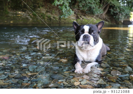 川遊びの人気スポットときがわ町の都幾川の浅瀬に伏せて可愛いく見つめる愛犬ボストンテリアのマイティ君 93121088