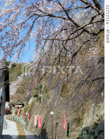 広島県竹原市　「おかかえ地蔵」への坂道と桜 93121235