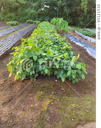 ナスを栽培する住宅街の畑のイメージ 93121510