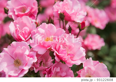 薔薇の花 93122608