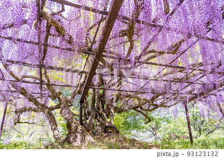 滋賀県日野町鎌掛にある正法寺の樹齢300年以上の藤の古木 93123132