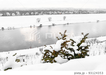 Young fir tree covered with snow on hill near rows of vineyards and calm river Young fir tree covered with snow on hill near rows of vineyards and calm river 93124353