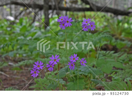 北海道の林床に咲く紅柴色が綺麗なエゾオオサクラソウの花 93124730