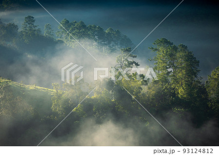 Fog touching sunlight covered tree area inside tropical rainforest. 93124812