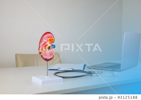 mockup kidney on work desk of doctor 93125188
