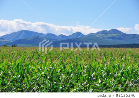 トウモロコシ畑 93125246