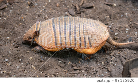 Armadillo - mammal with typical leathery armor shell 93125920